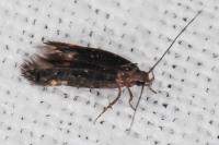 Oxypteryx atrella
