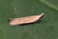 Mesophleps corsicella