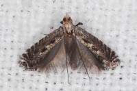 Parornix torquillella