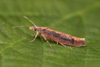 Ypsolopha ustella