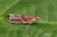 Ancylis comptana