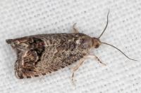 Cydia splendana