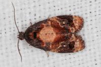 Ditula angustiorana
