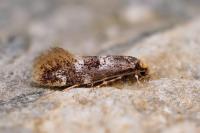 Infurcitinea roesslerella