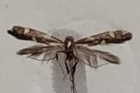 Calybites phasianipennella