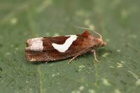 Epiblema foenella