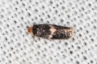 Ectoedemia