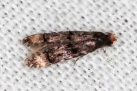 Stenoptinea cyaneimarmorella