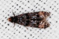 Stenoptinea cyaneimarmorella