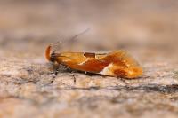 Epicallima formosella