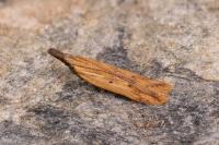 Dichomeris acuminata