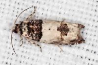 Epinotia thapsiana