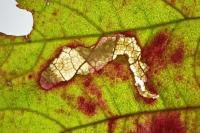 Coptotriche marginea