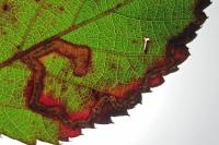 Stigmella aurella