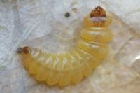 Tischeria ekebladella