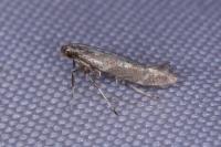 Calybites phasianipennella