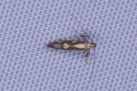 Calybites phasianipennella