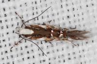 Isidiella divitella