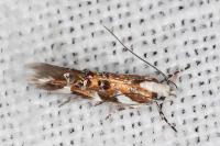 Isidiella divitella