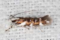 Isidiella divitella