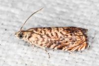 Pammene gallicolana