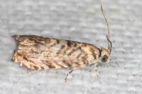 Pammene gallicolana