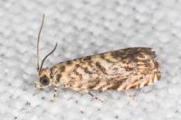 Pammene gallicolana