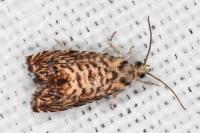Pammene gallicolana