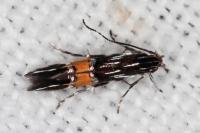 Cosmopterix scribaiella