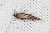Scythris tenuivittella