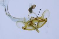 Coleophora saxicolella
