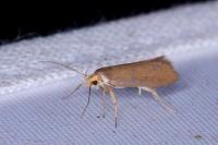 Crassa unitella