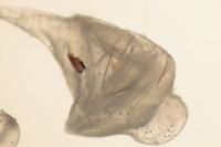 Pelochrista caecimaculana