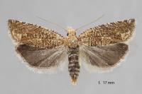 Pelochrista caecimaculana