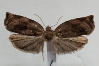 Archips crataegana