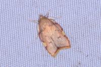 Carcina quercana