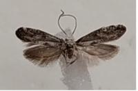Paraswammerdamia albicapitella