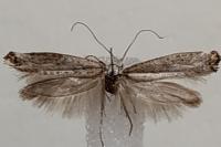Pseudoswammerdamia combinella