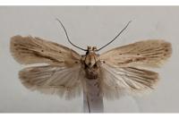 Agonopterix pallorella