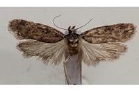 Depressaria douglasella