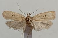 Agonopterix irrorata