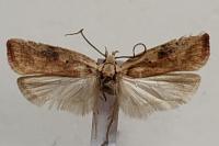 Agonopterix nervosa