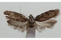 Depressaria douglasella