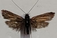 Adela cuprella