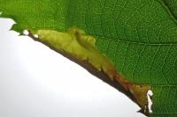 Coptotriche marginea
