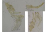 Anacampsis scintillella