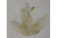 Agonopterix oinochroa