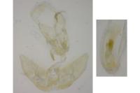 Agonopterix scopariella