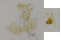 Cochylidia heydeniana