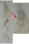 Infurcitinea albicomella
